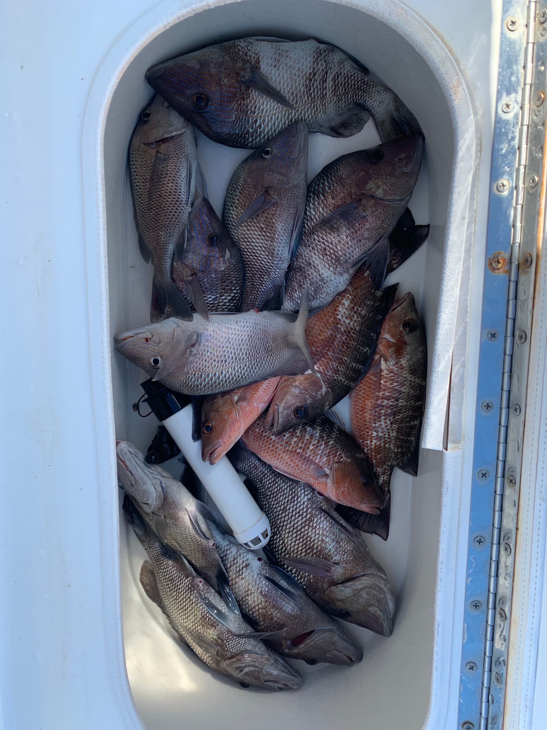 Inshore Fishing with Native Sportfishing in St. Petersburg