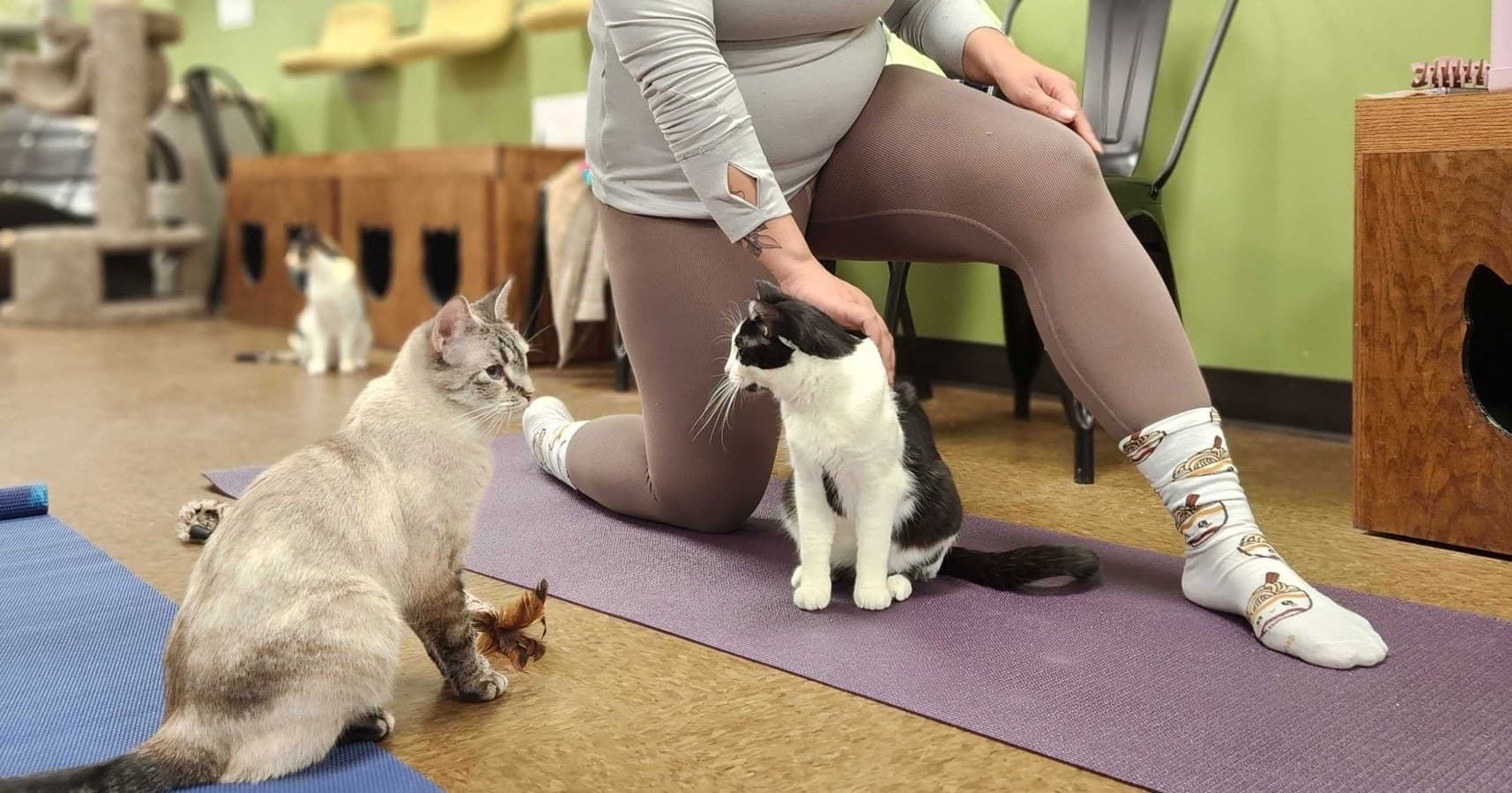 The Cafe Meow fleet
