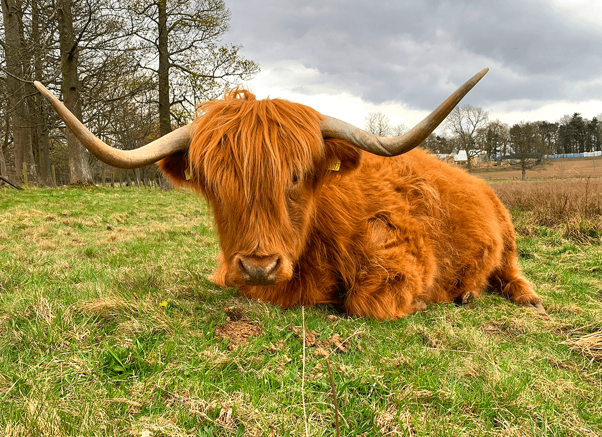 Highland cow resting on pasture, scenic Scottish Highlands wildlife