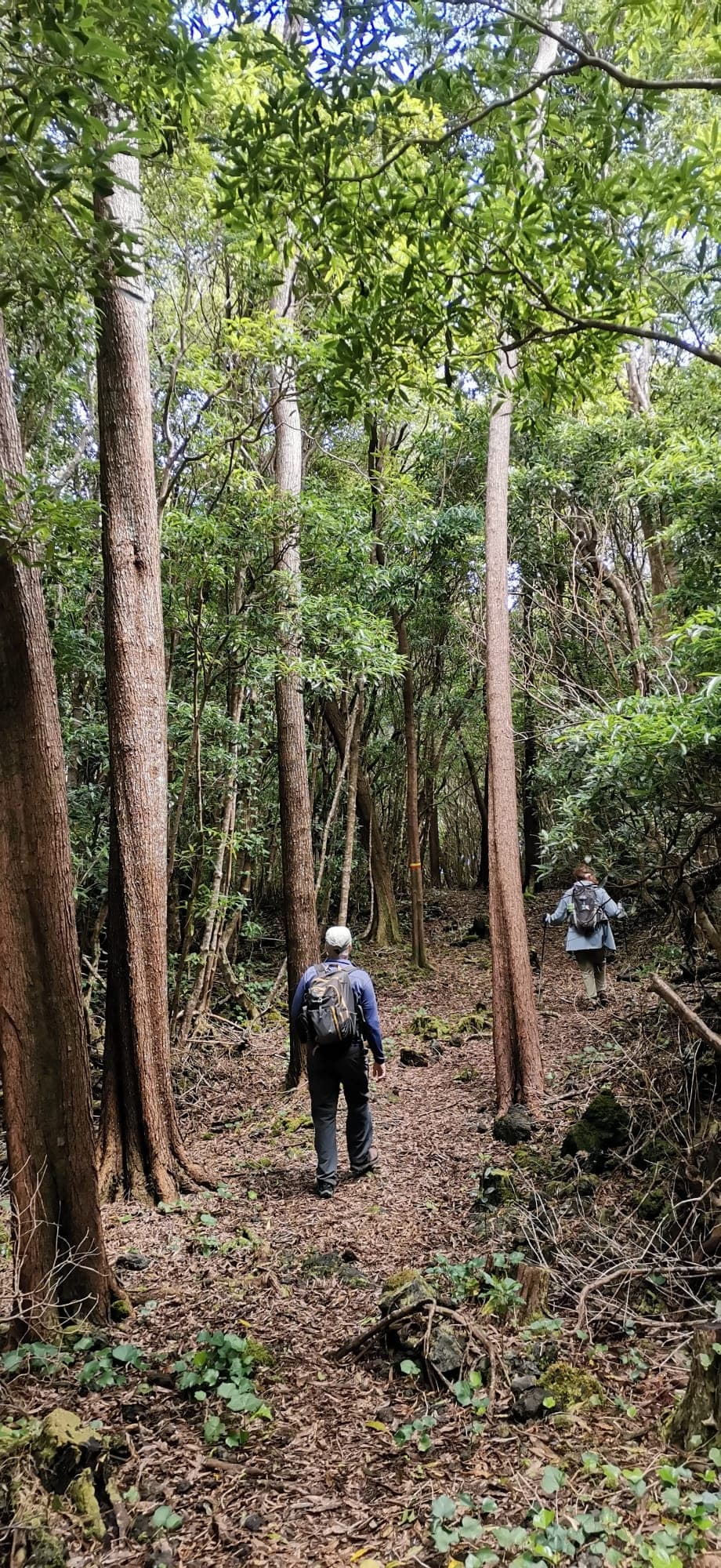 Land Adventures: Pico East Coast Hike in the Azores
