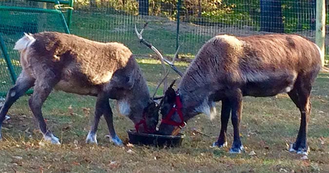 Experience Bottle Feeding Mini Cows & Reindeer Magic in Canton, Illinois this Fall