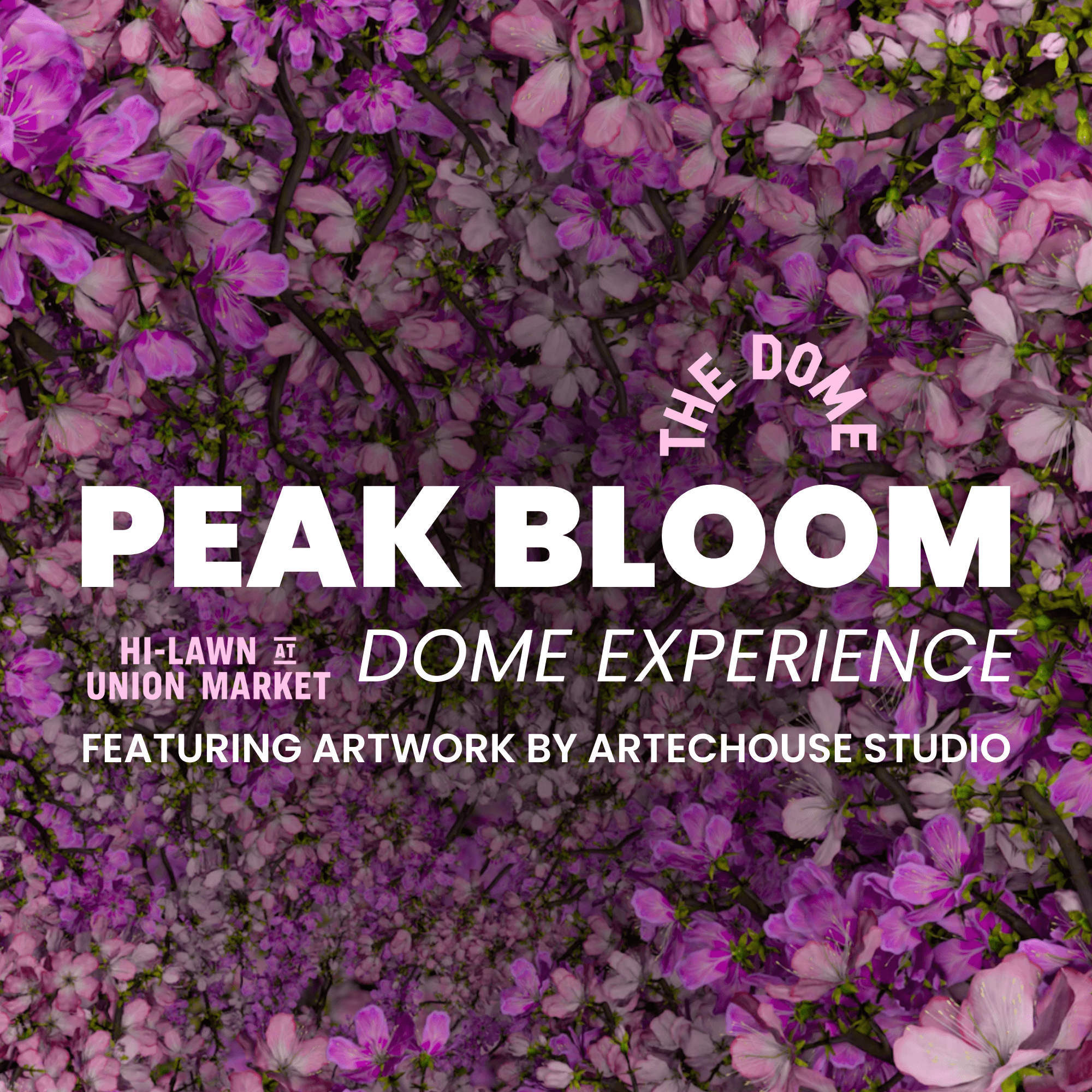 Peak Bloom Dome Experience: Hi-Lawn Rooftop Cherry Blossom Immersive Washington DC