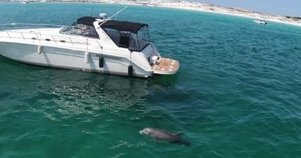 Sunset Dolphin Cruise with Beach Coast Luxury Yacht Charters in Destin