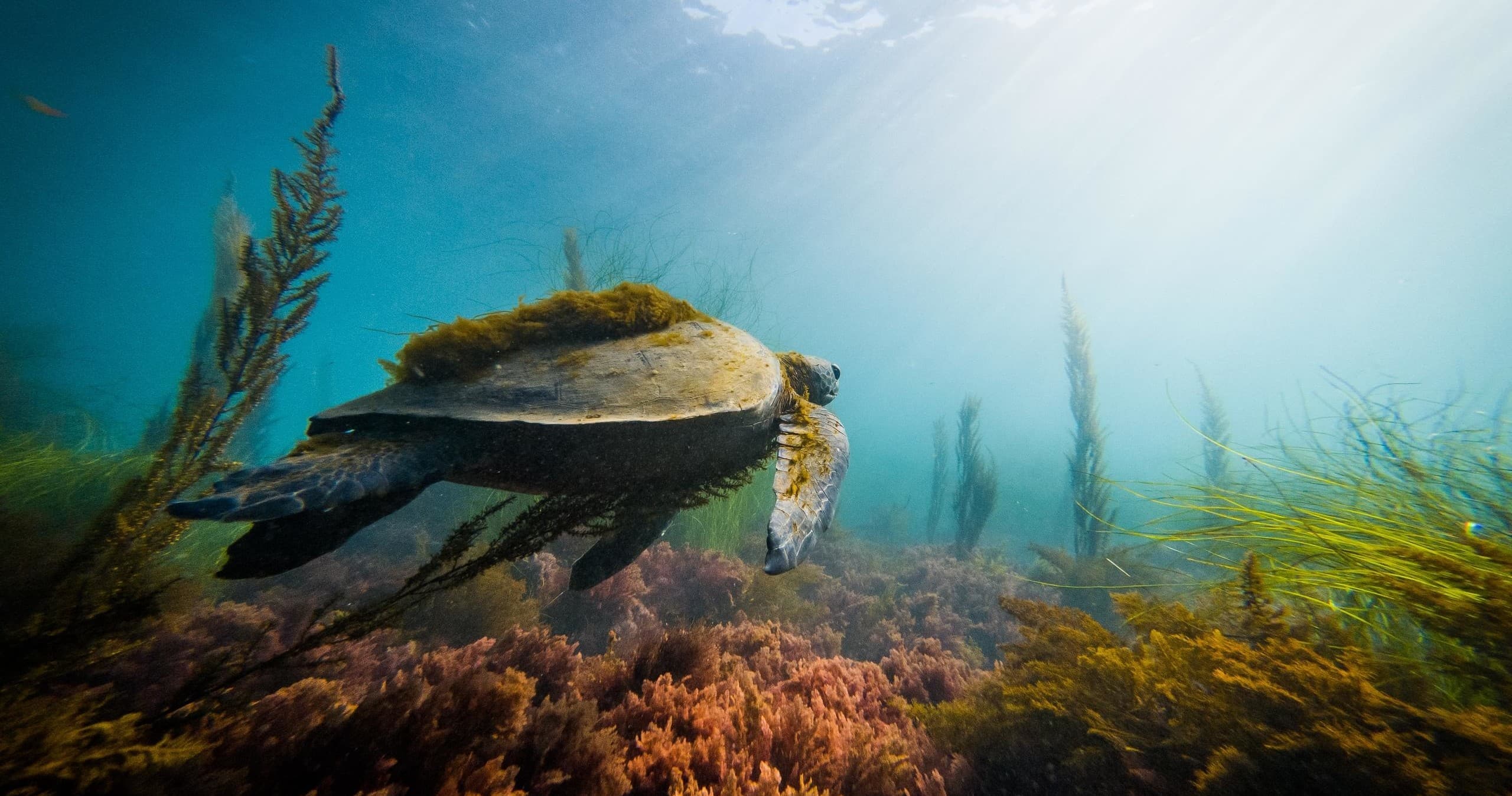 Sea turtle swimming through coastal kelp forest underwater