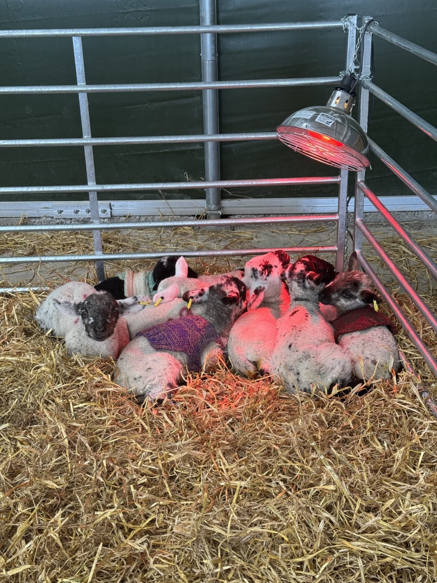 Little Lamb Bottle Feeding at Upper Dysart Larder — Montrose Spring Experience photo 4