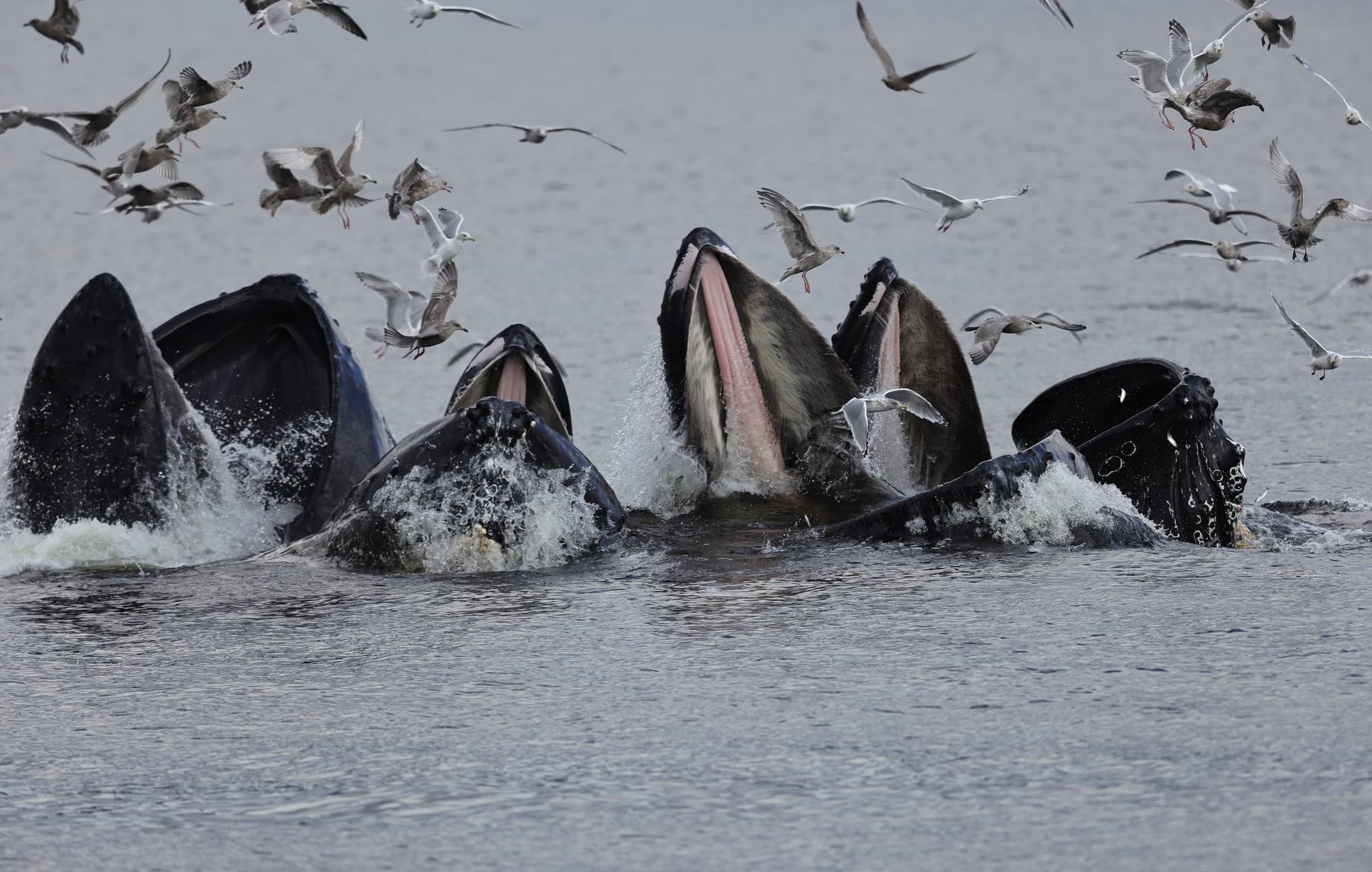 Whales and Lunch! Four-Hour Wildlife Cruise from Ketchikan photo 2