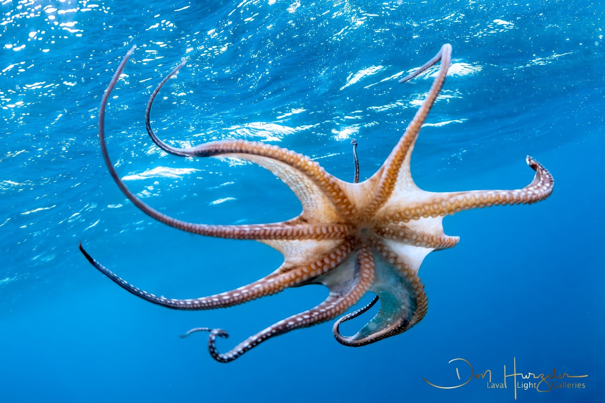 Living Reef Lab Snorkel: Citizen-Science Snorkeling on the Kohala Coast
