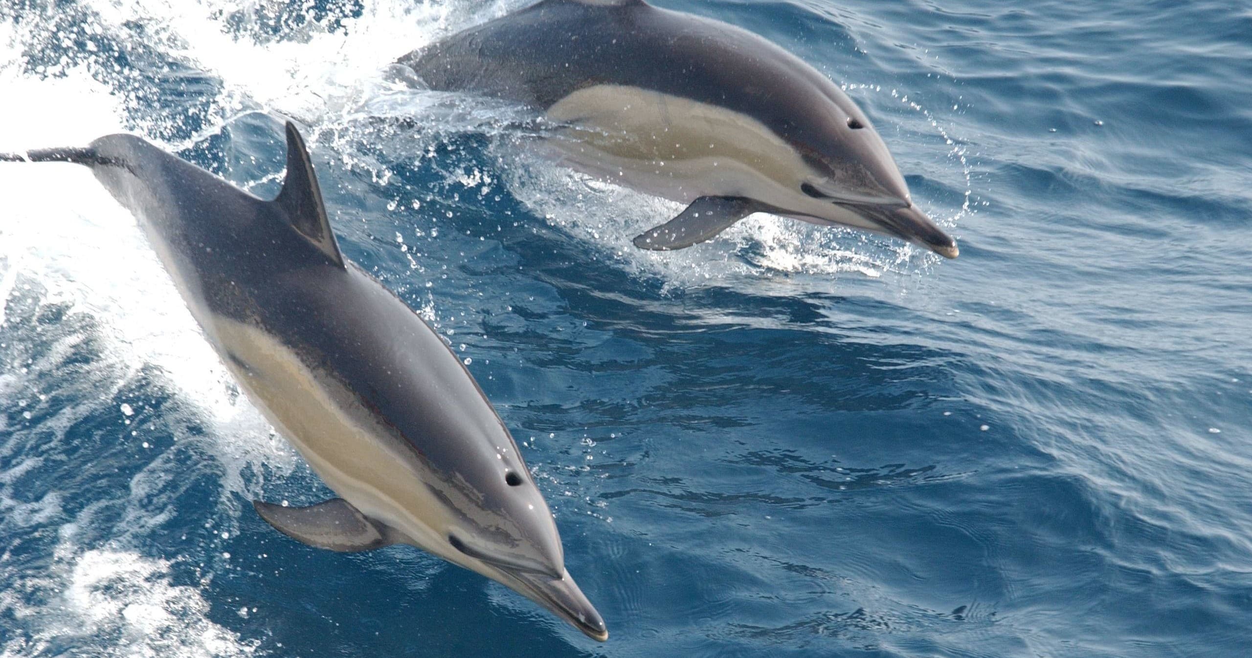 Channel Islands Dolphin Adventures team
