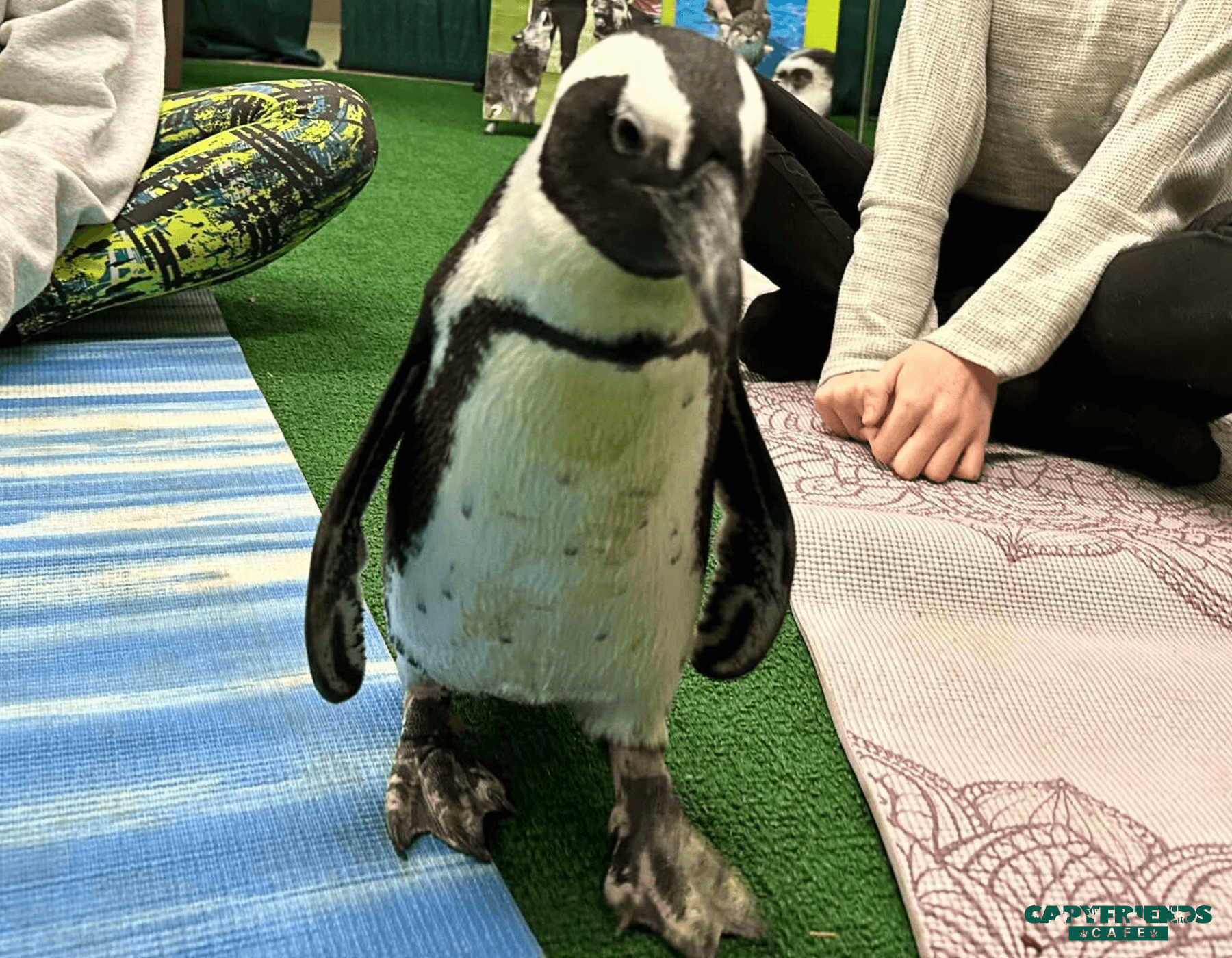 Meet Penguins and Capybaras at Capyfriends Cafe in Helen, GA