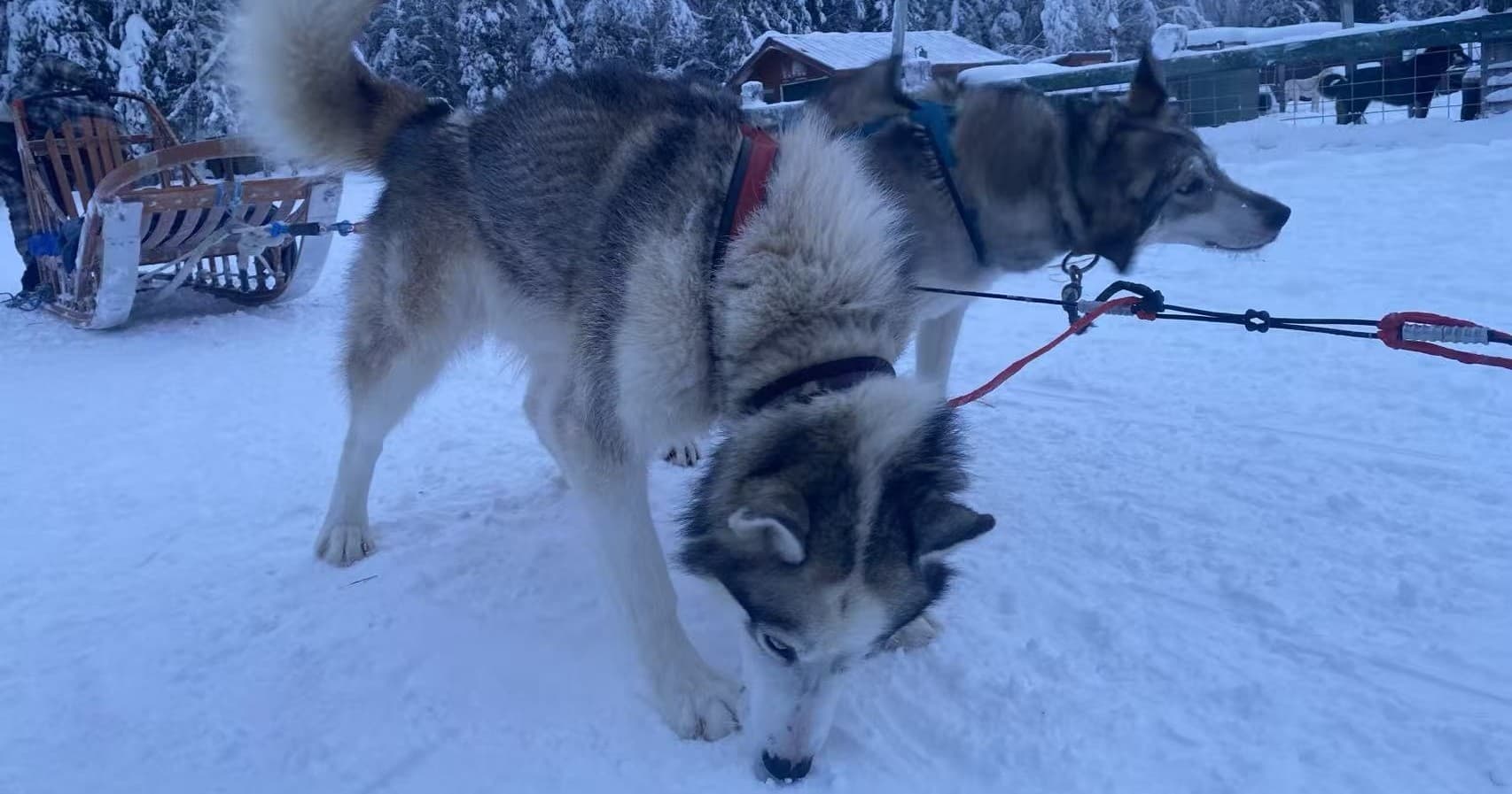 Dog Sledding Near Fairbanks: Private Mushing Adventure in North Pole photo 3