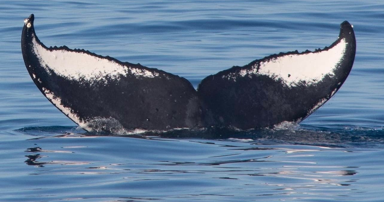 Sitka Private Whale Watching: Close-Up Humpback and Marine Wildlife Tours