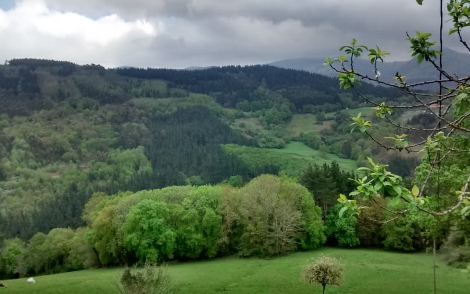 Forest Bathing with Basque Destination in Hondarribia