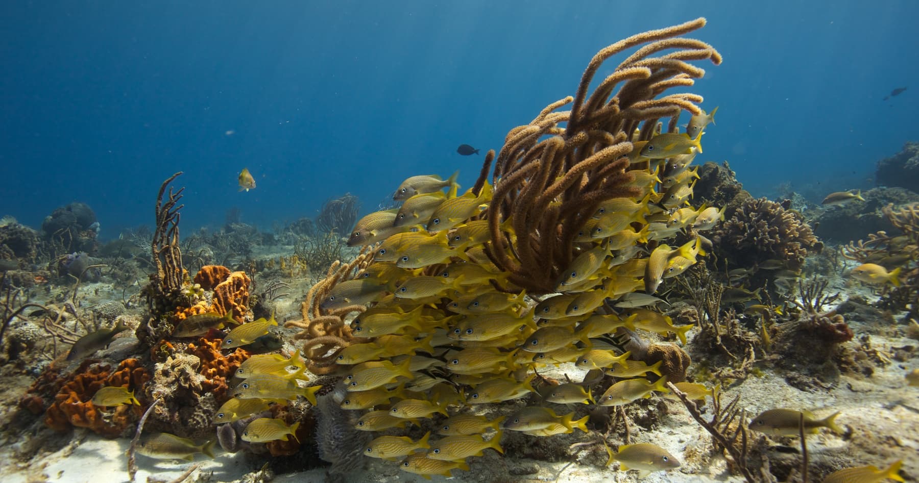 Two-Tank Cozumel Reef Dives: Santa Rosa Wall & Palancar Morning Adventure photo 4