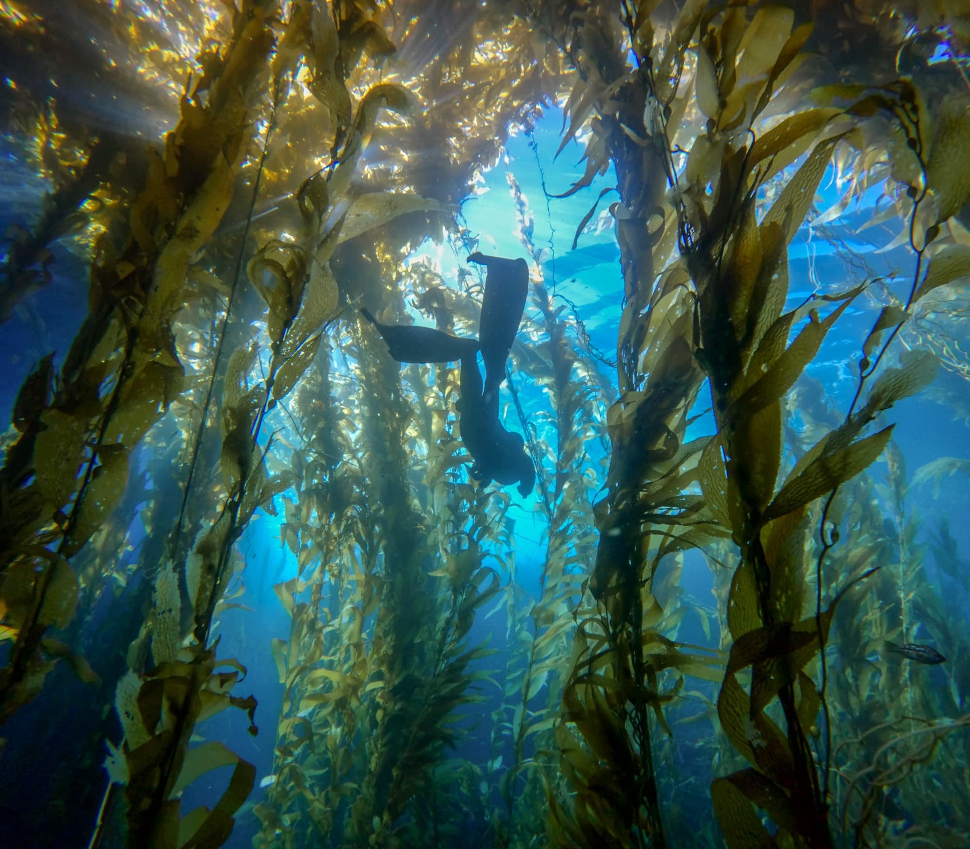 Explore San Diego’s Best Local Dive Trip Adventure