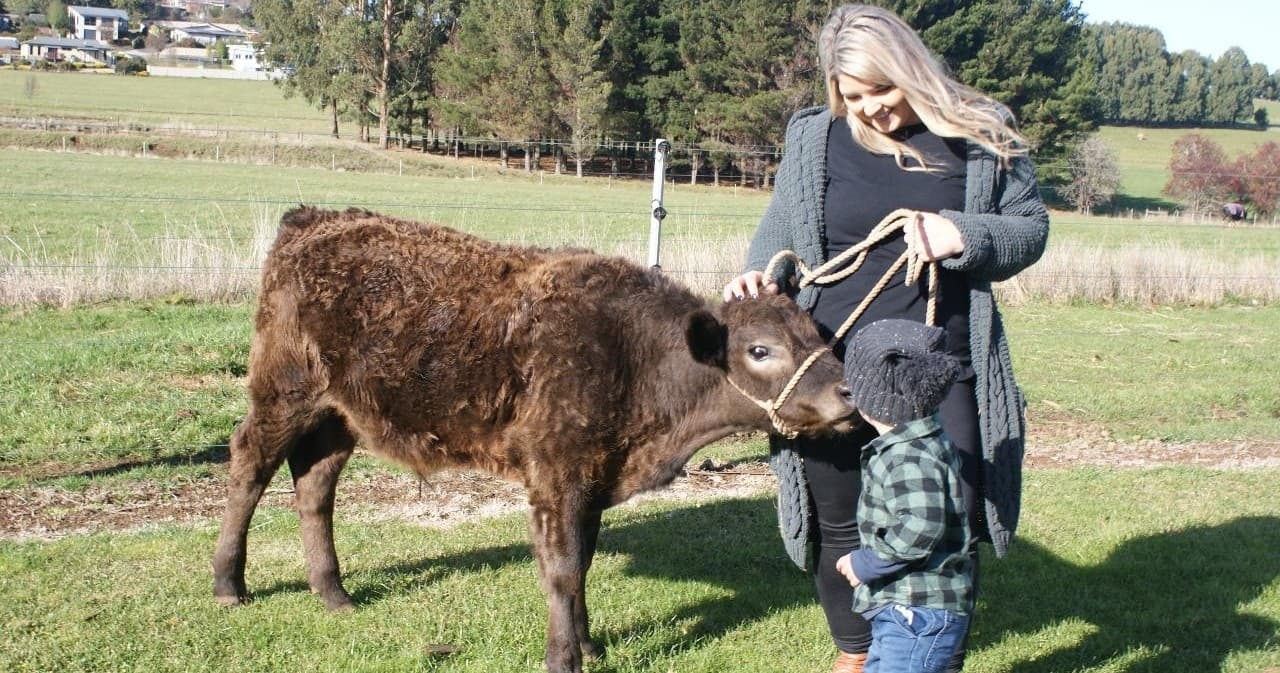 Farm Animal Encounters at Almost Heaven Clydesdales