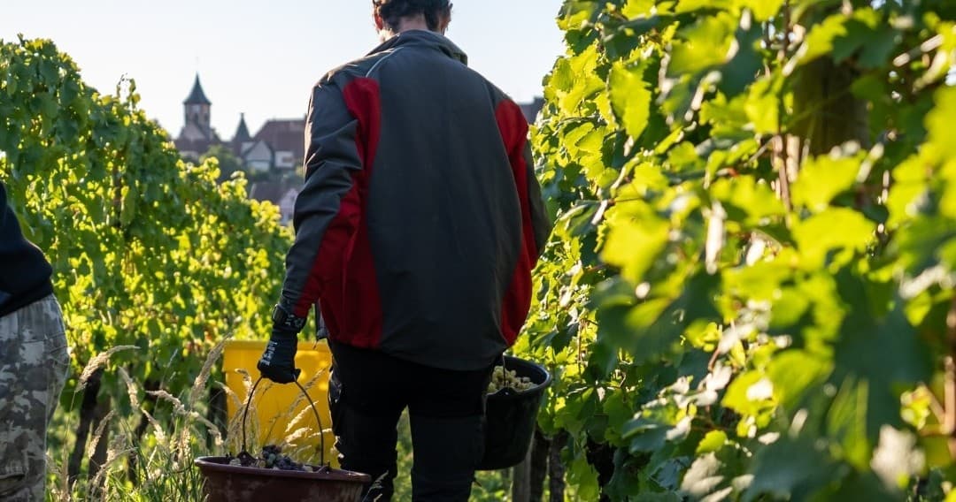 Alsace Grape Harvest Day with Farm Experiences & Tours