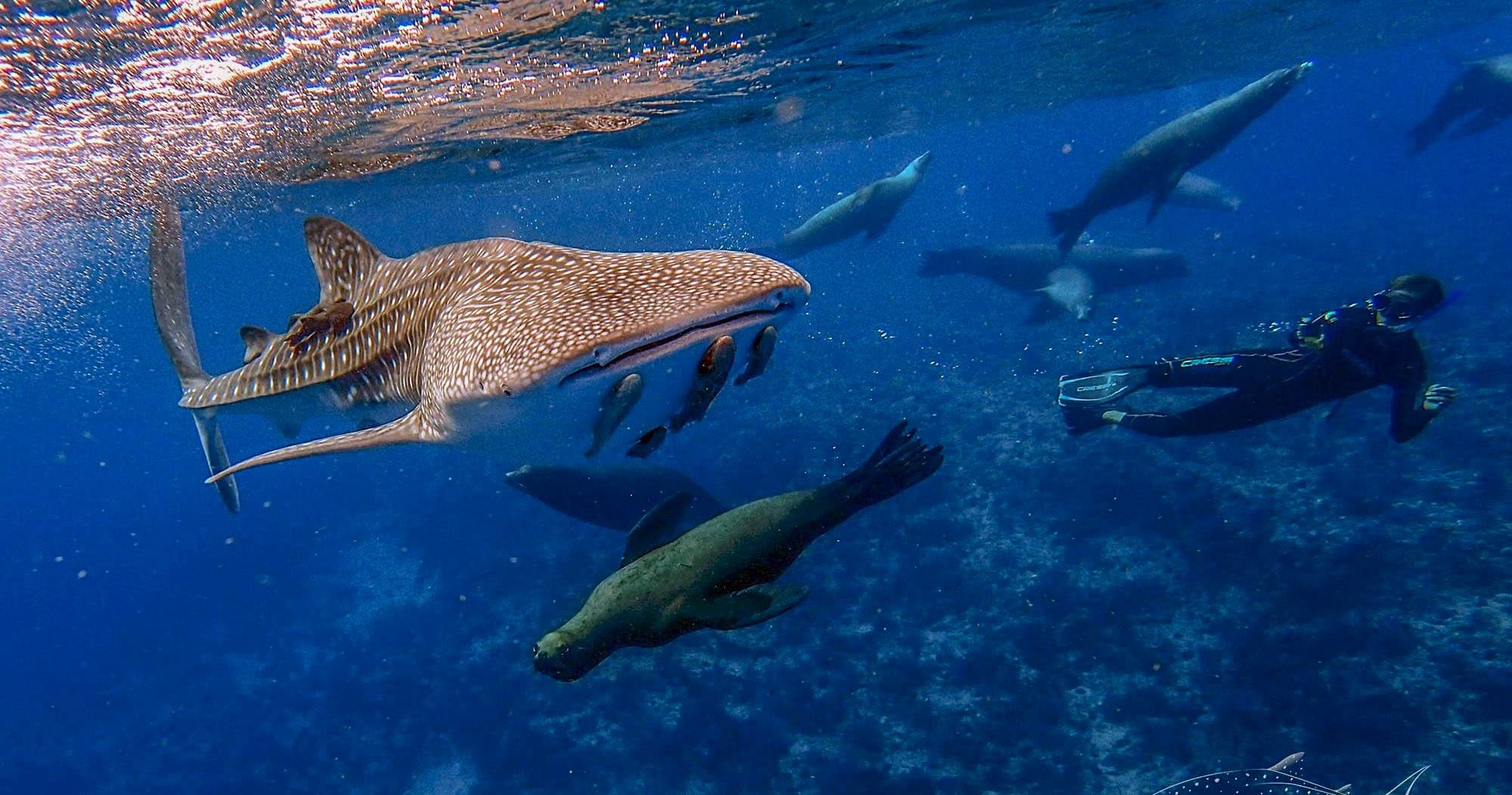 Whale Sharks & Sea Lions Tour with La Paz Divers