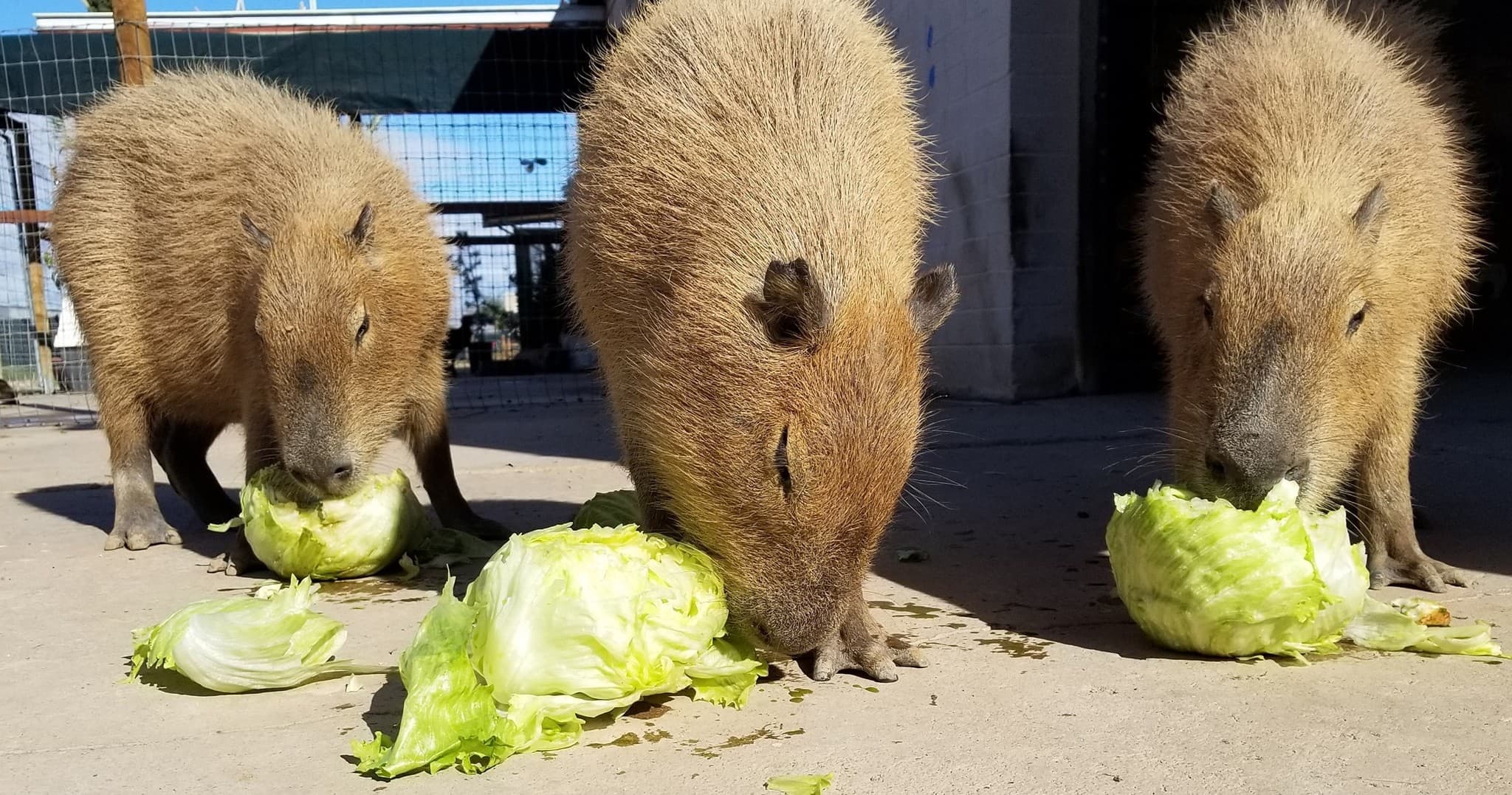 Hands-On Encounters at Ghost Ranch Exotics: Meet Capybaras & Warthogs in Marana