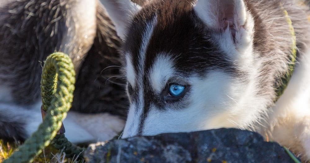 Dog Sled Rides Without Snow at Aurora Borealis Adventures in Vindeln