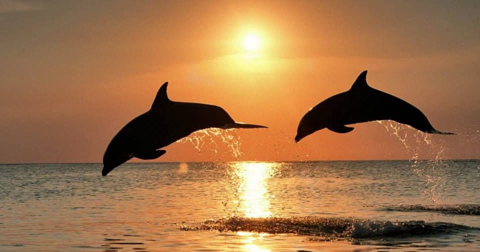 Sarasota Watersports Adventures with Siesta Key Watersports