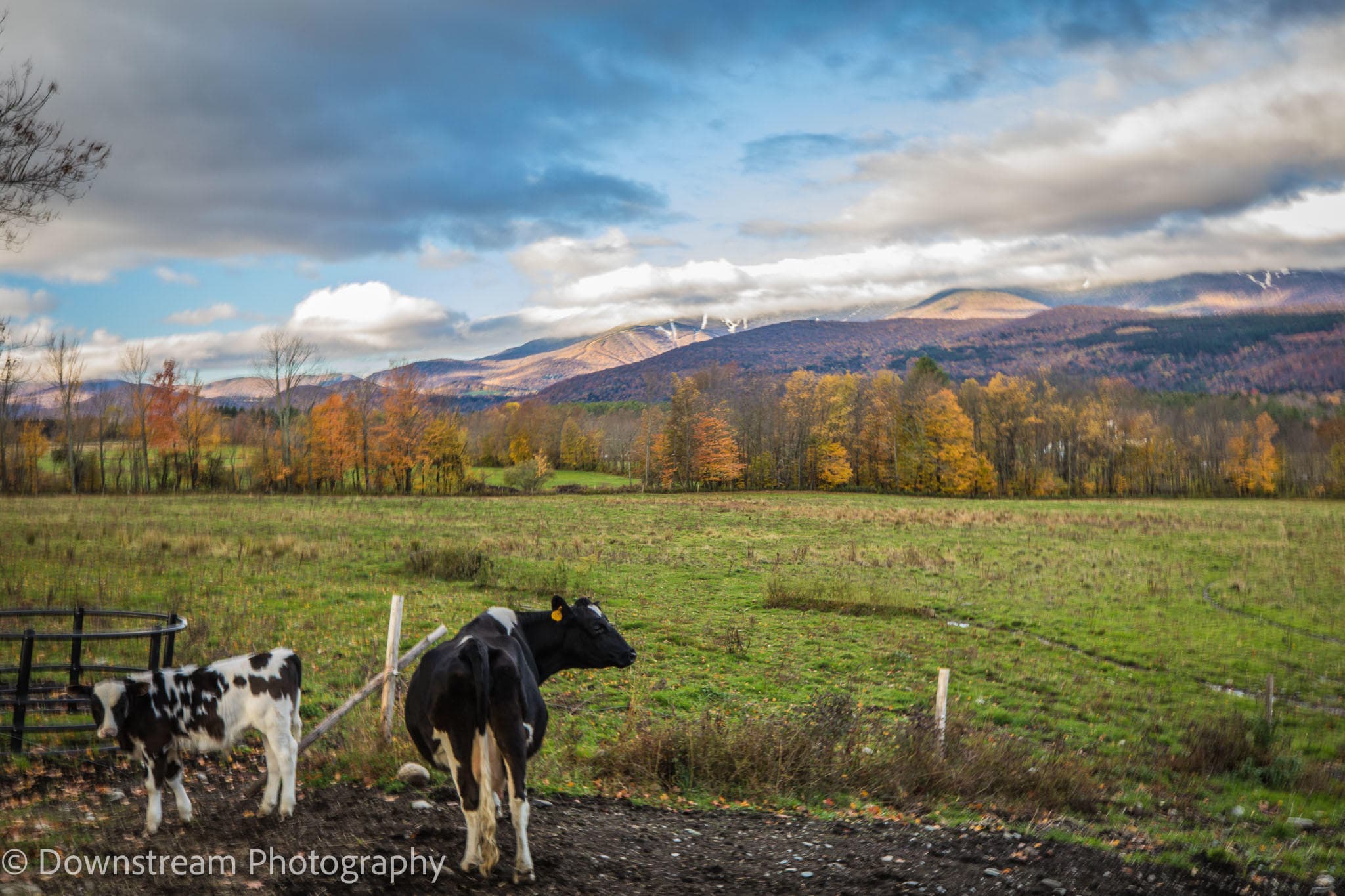 Cows grazing in pastoral field with fall foliage in Vermont