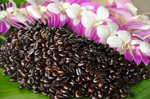 Kona Lisa Coffee Farm Visit: Taste Kona Coffee with a Master Roaster in Captain Cook photo 1
