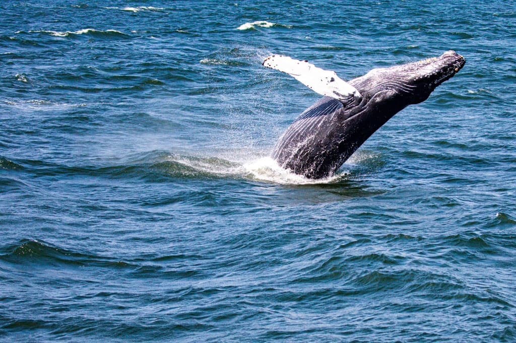 Jersey Shore Whale Watching Tour in Belmar, NJ