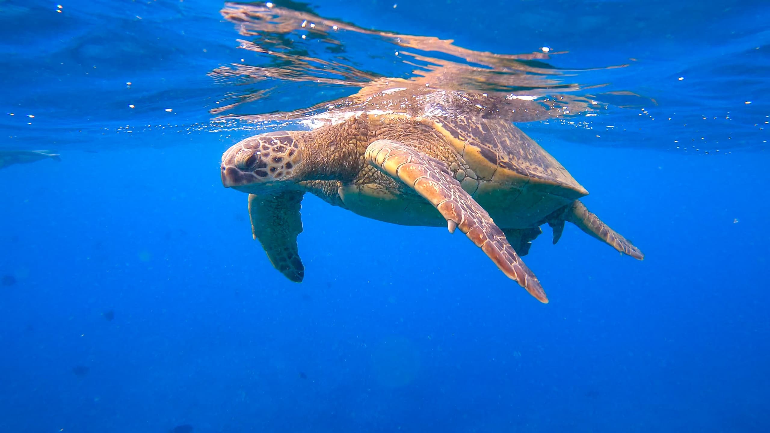 Sea turtle swimming near surface in clear tropical waters