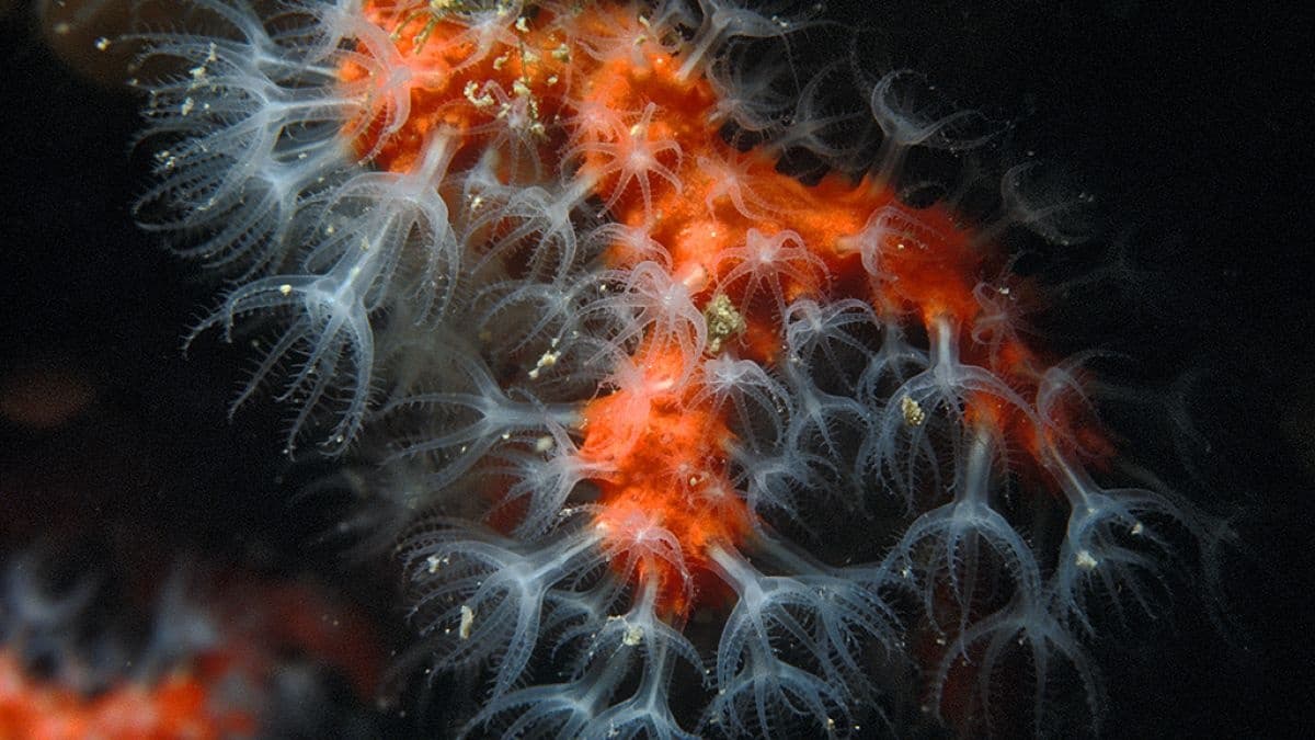 Diving Refresher with Unisub Estartit on Montgrí Coast