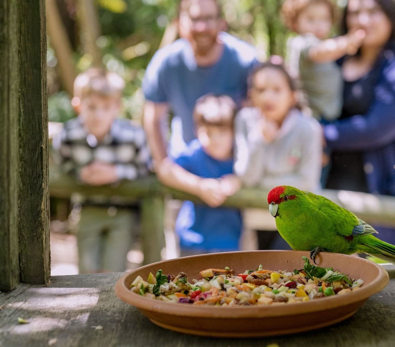 Inside Ōtorohanga Kiwi House: See Kiwi, Tuatara & Native Birds