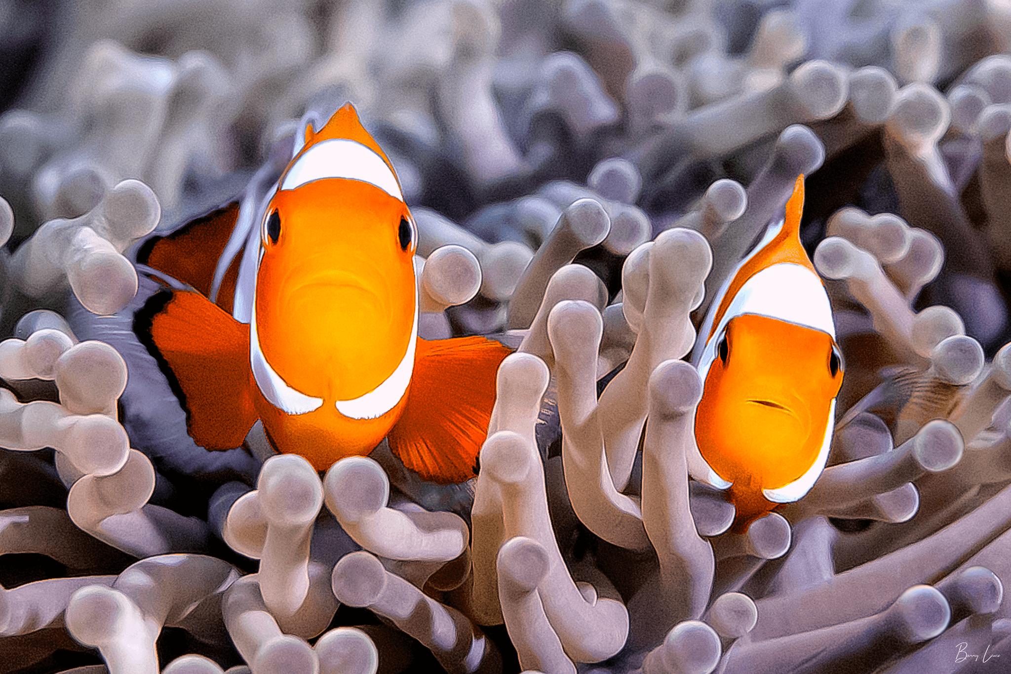 Clownfish pair sheltering in sea anemone on tropical coral reef