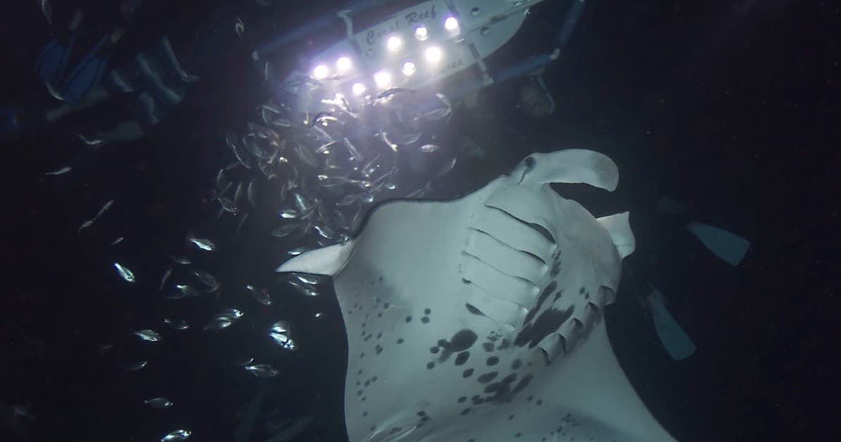Night manta ray encounter during illuminated deep-sea dive