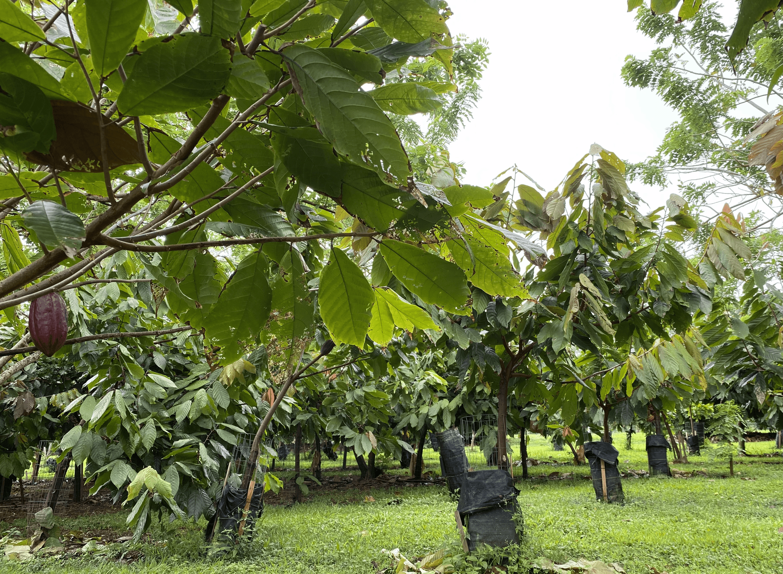 Cacao orchard rows at Hilo farm, scenic tropical plantation view