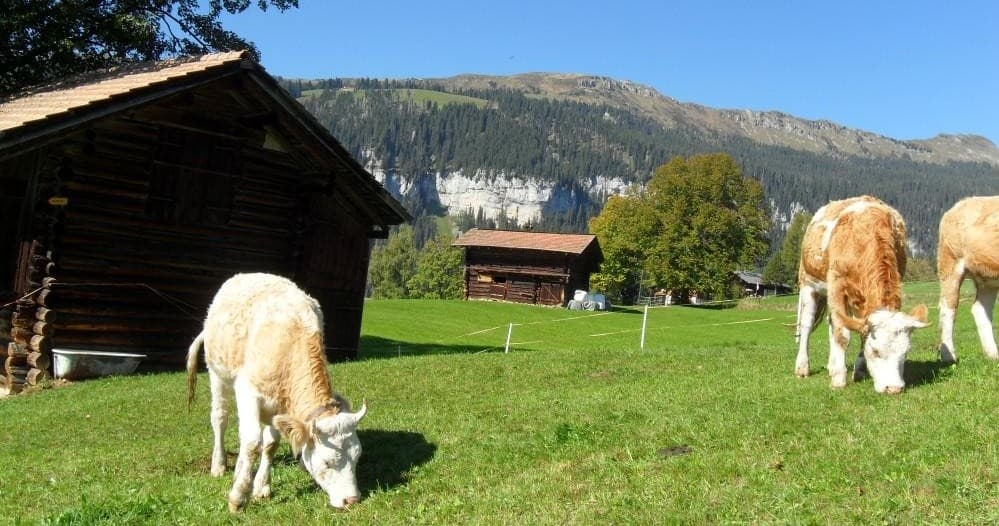 Private Day Tour from Interlaken with Pure Switzerland
