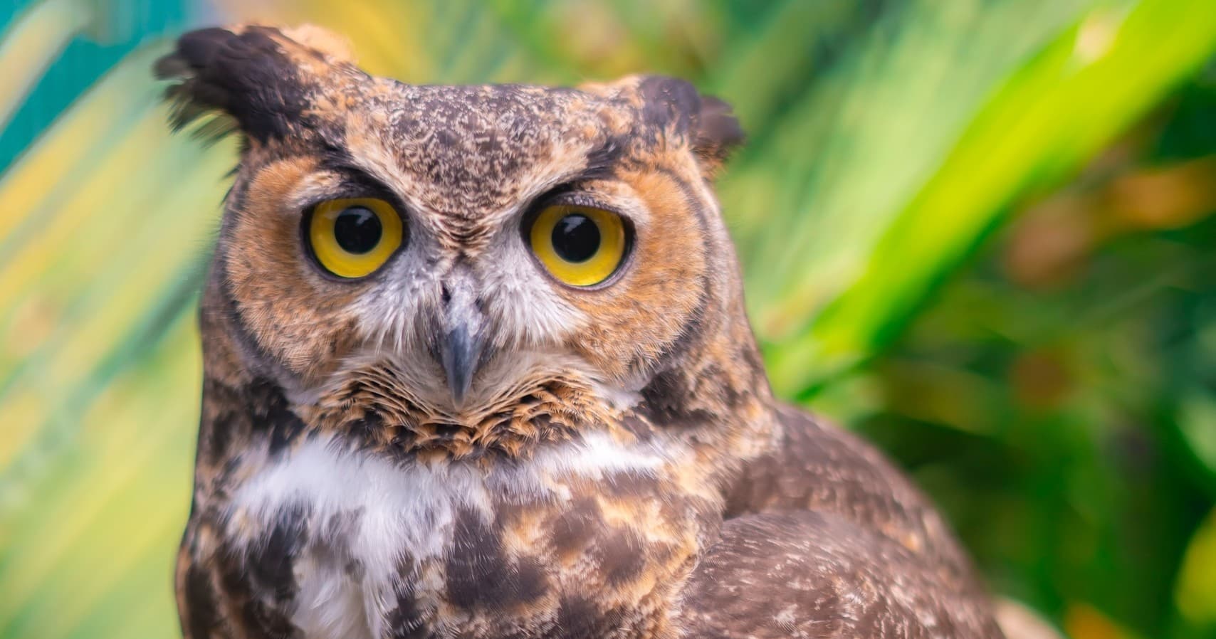 Interactive Animal Assembly Program in Santee, California: A Hands-On Wildlife Education Experience