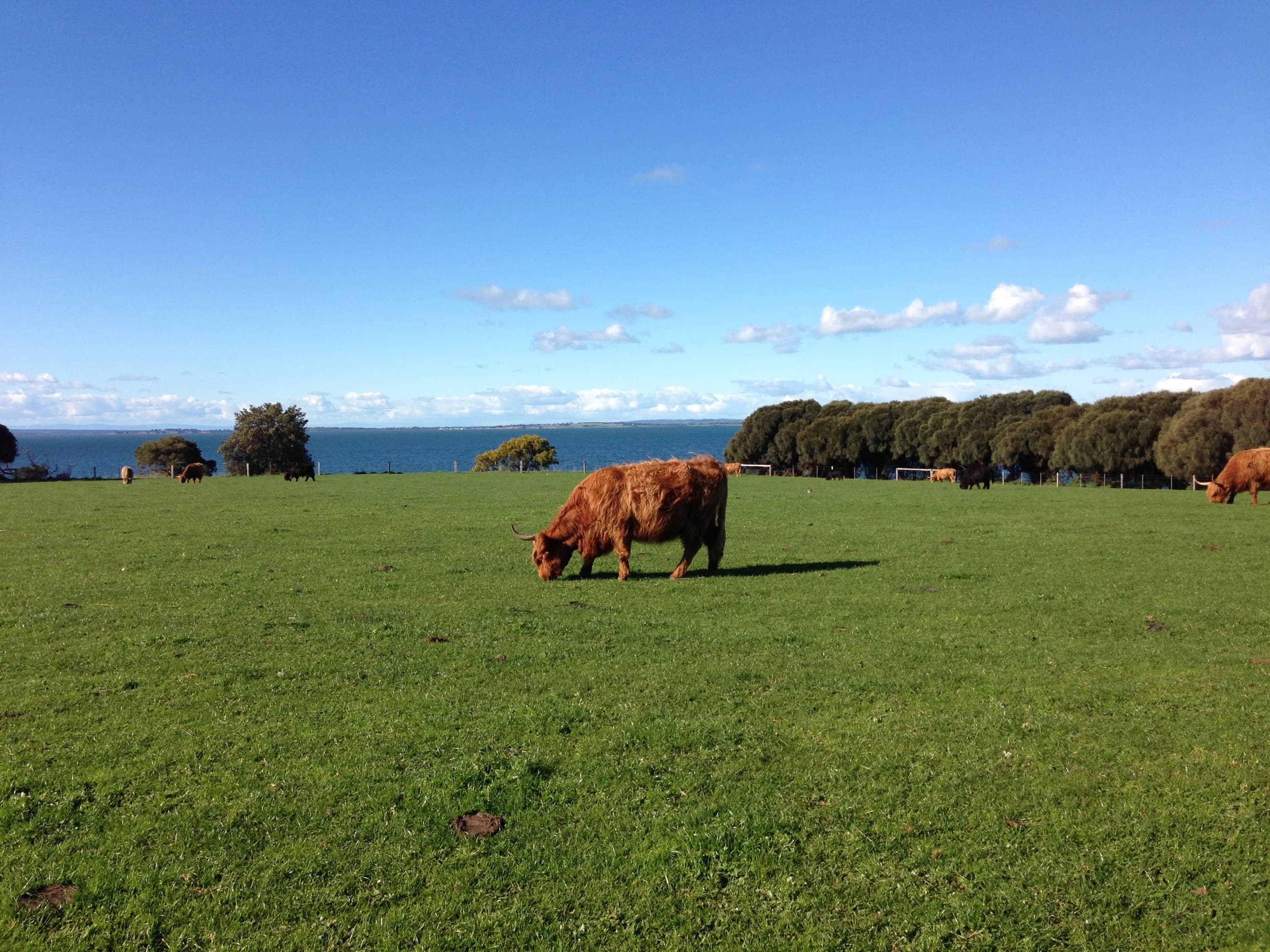 Cattle grazing on coastal pasture with ocean view at Phillip Island