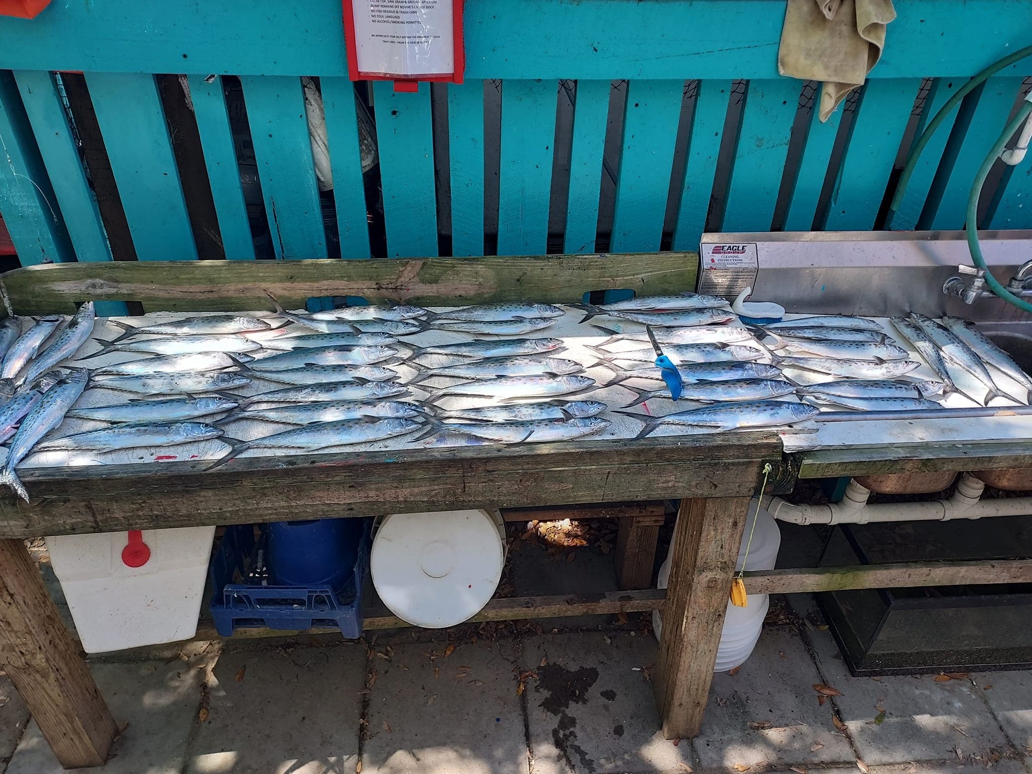 Fresh baitfish and catch displayed on dock table at marina