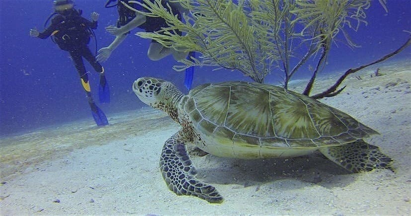 Discovery Scuba Diving Adventure in Rincón, Puerto Rico