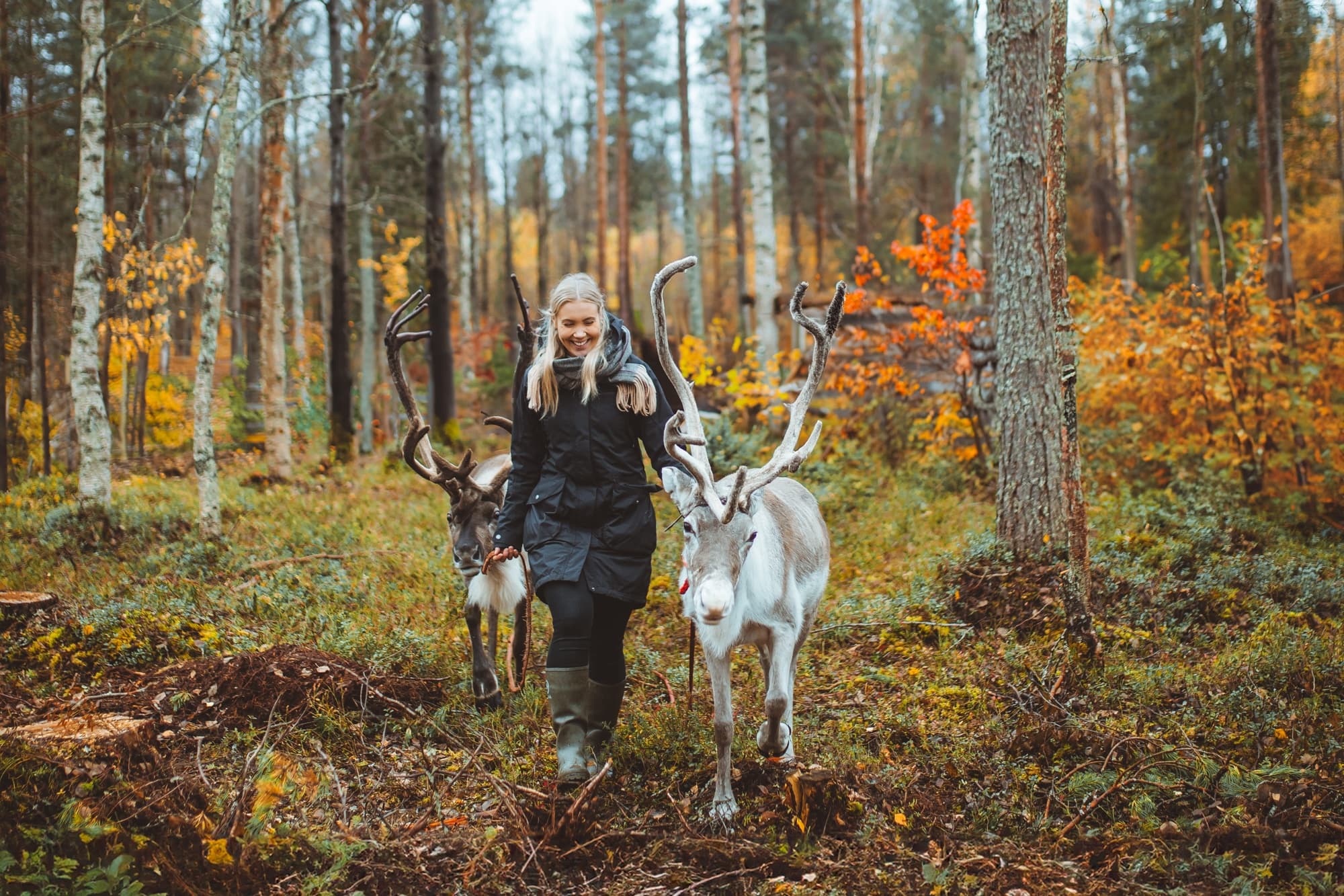 Reindeer Walk at Apukka Resort in Rovaniemi, Finland