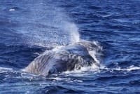 14-Day Whale Research Assistant Course on Faial Island — Azores Fieldwork