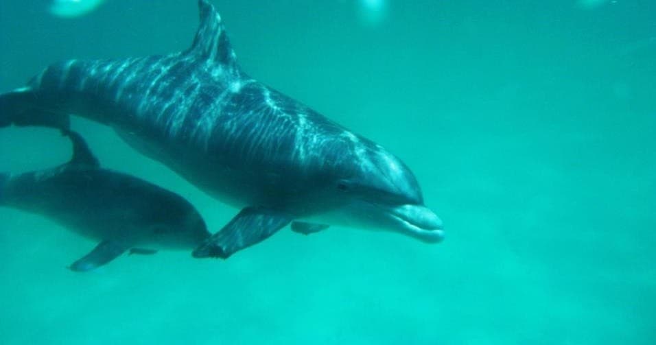 Water Activities & Coastline Excursions at Egmont Key
