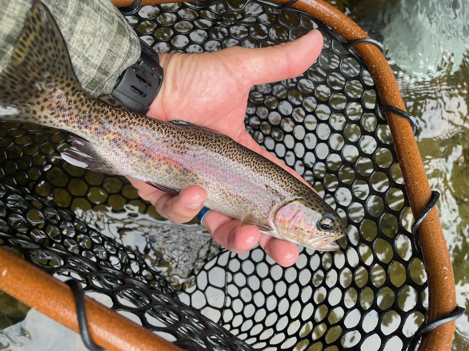 Fly Fishing in the Smoky Mountains with Smoky Mountain Guides