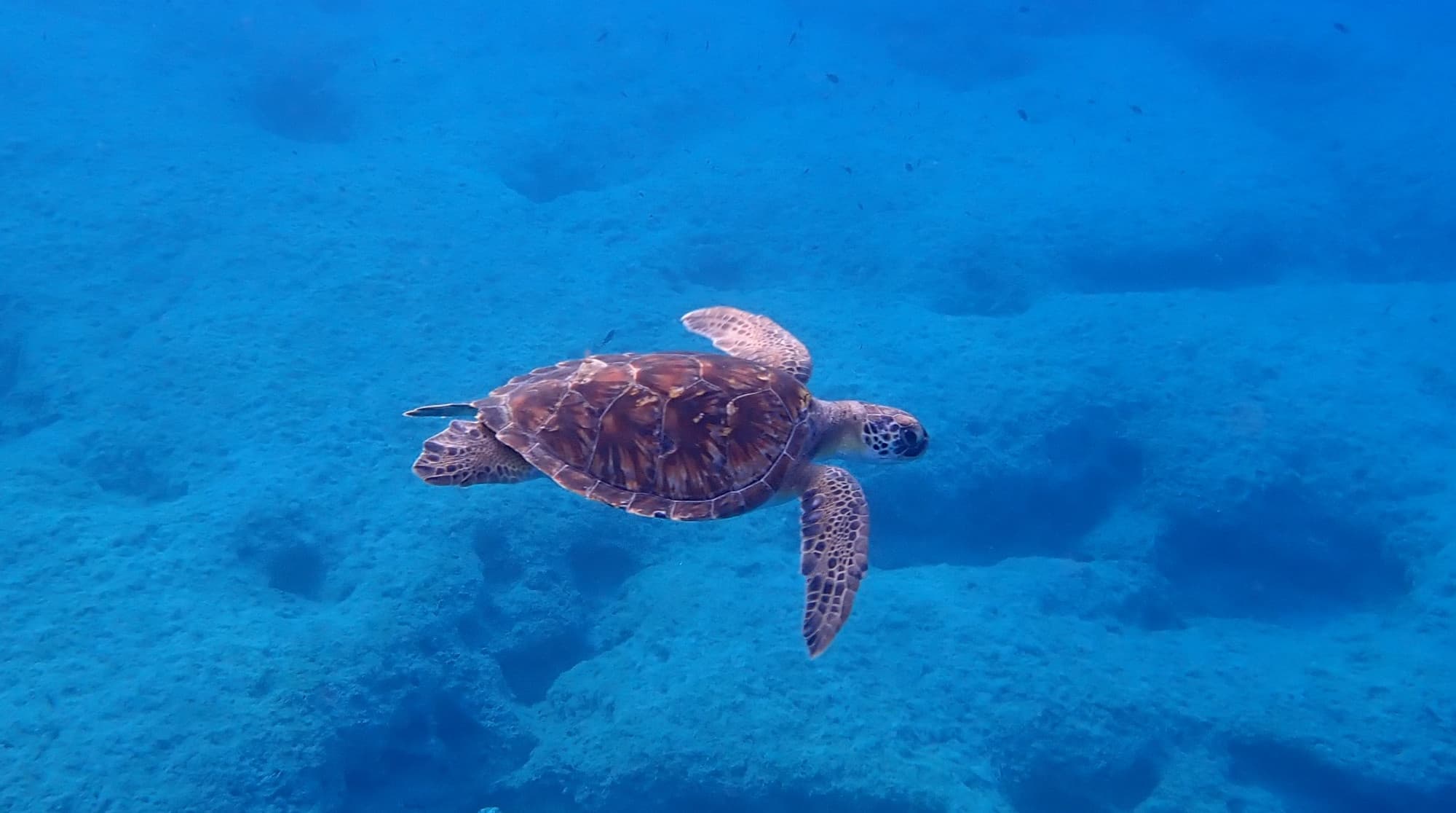 Guided Snorkeling with Cyprus Walks at Agia Napa Sea Caves