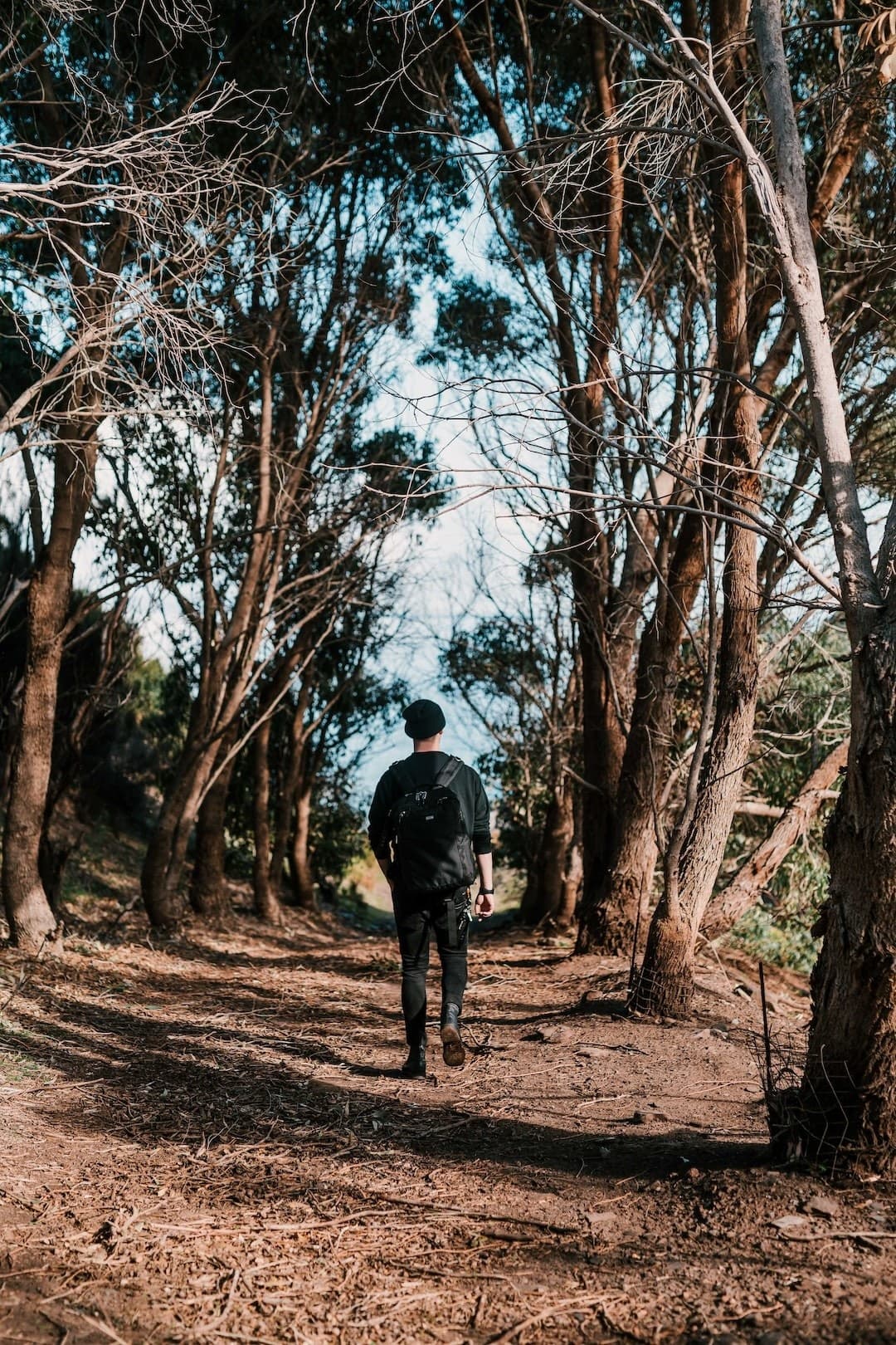 Hiker walking on a wooded trail among tall trees in forest