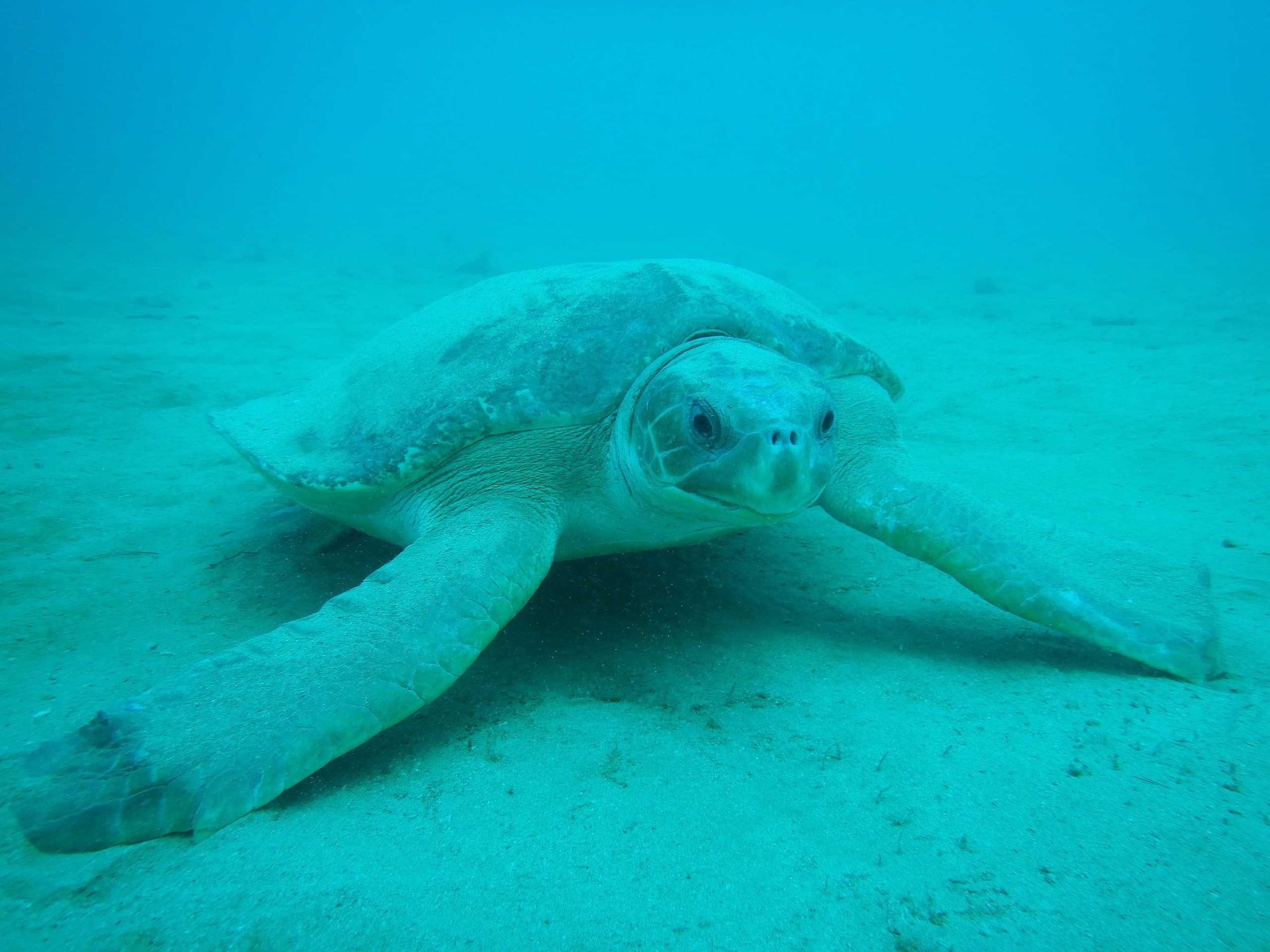 Deep Diving the Samson Wrecks: Ultimate Dive Tour in the Dampier Archipelago photo 4