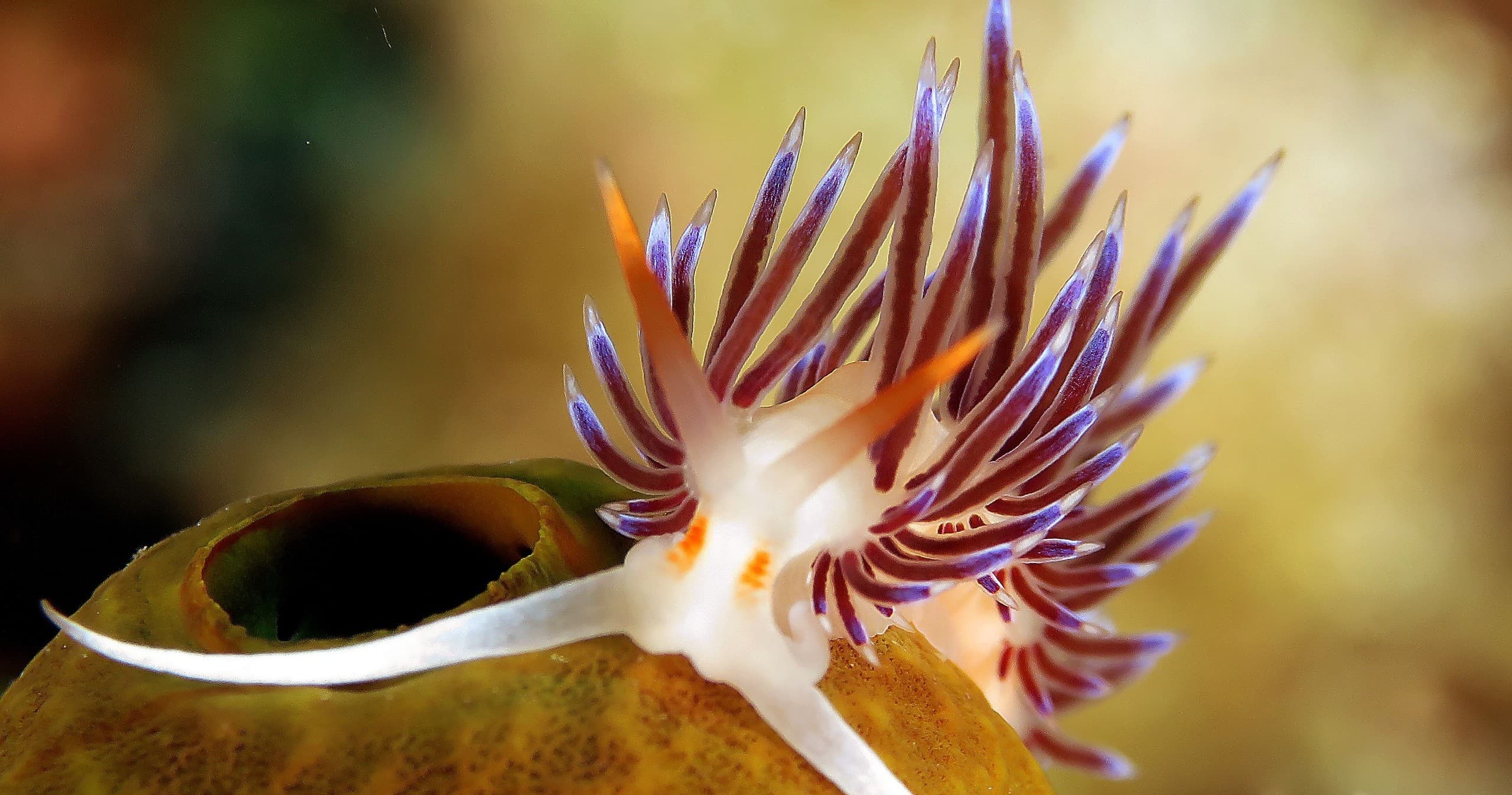 Colorful nudibranch crawling on temperate reef during macro dive