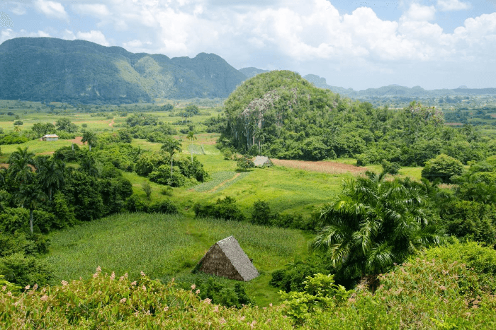 Explore Cuba’s Vibrant Landscapes: Havana to Viñales Vintage Car Adventure