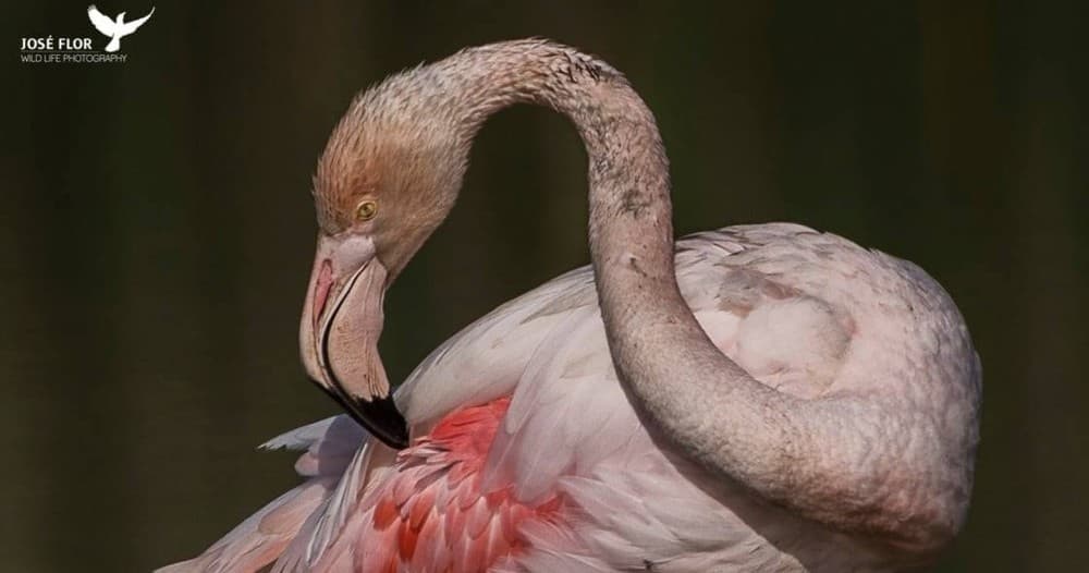 Wildlife & Birdwatching Tour with Companhia das Lezírias