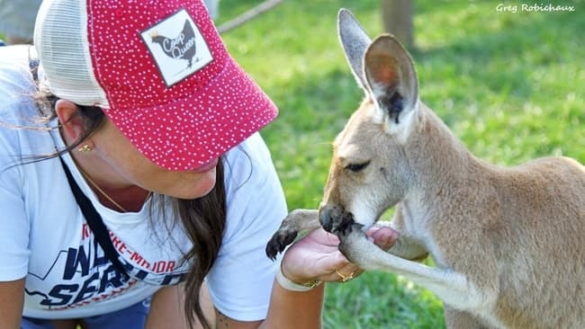 Wildlife & Land Adventures: Kangaroo Walkabout at Global Wildlife Center