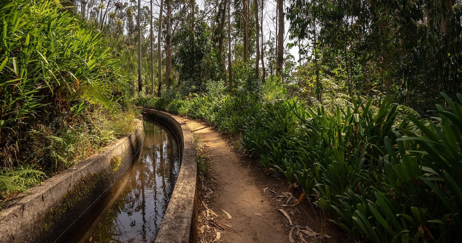 Levada dos Prazeres with Madeira Happy Tours in Funchal
